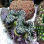 corals inverts - tridacna squamosa - squamosa clam stocking in 180 gallons tank - my fav clam is about 6" now.