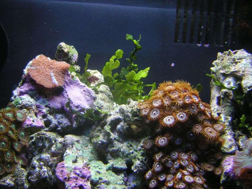 Rated #53: Corals Inverts - Rhodactis Inchoata - Bullseye Mushroom, Purple Stocking In 8 Gallons Tank - close up of some coral