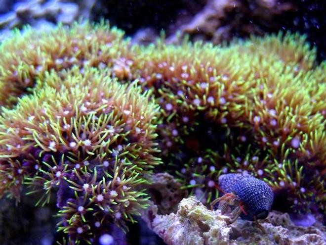 corals inverts - briareum sp. - starburst polyp stocking in 46 gallons tank - Green Star Polyp with a hermit crab