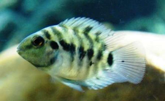 freshwater fish - archocentrus nigrofasciatus - convict cichlid stocking in 20 gallons tank - Convict Cichlid