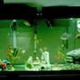 75 gallons freshwater fish tank (mostly fish and non-living decorations) - 55g freesh it's all about the fish