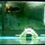 75 gallons freshwater fish tank (mostly fish and non-living decorations) - WhoDeys 10g i exsept low ratings but hay its a 10g with a saved fish hes alive isn't he