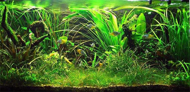 50 gallons planted tank (mostly live plants and fish) - My 90 x 50 x 50cm tank. Mr. Takashi Amano said that many winning tanks are in this proportion ;-) 
Added more driftwood and tied moss to it to give my tank the "wabi-sabi" look - Japanese aesthetic centered on the acceptance of transience...
Seriously, the moss really give things a more natural look. Man, I am so happy with how things are going here. 
Feast your eyes, people ;-)