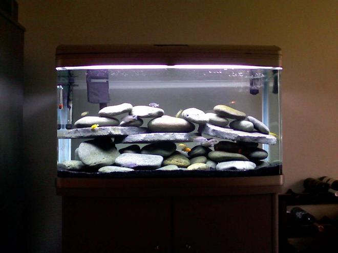 60 gallons freshwater fish tank (mostly fish and non-living decorations) - 60 Gallon Cichlid Tank