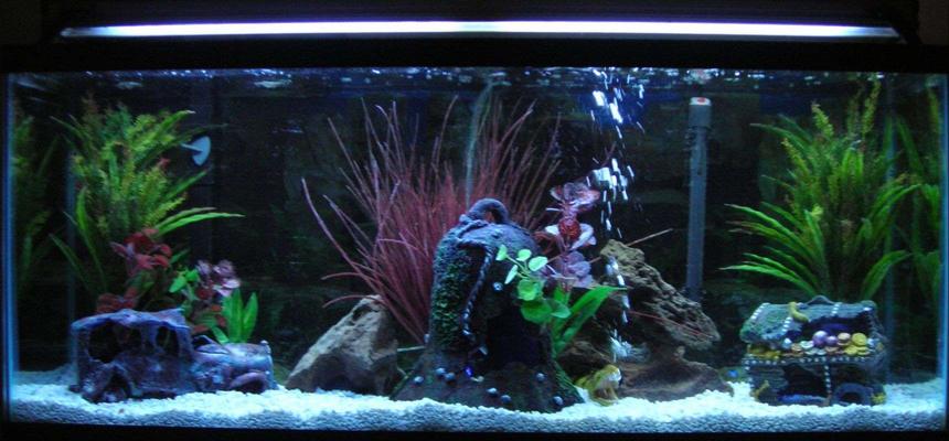 Rated #142: 55 Gallons Freshwater Fish Tank - my new design