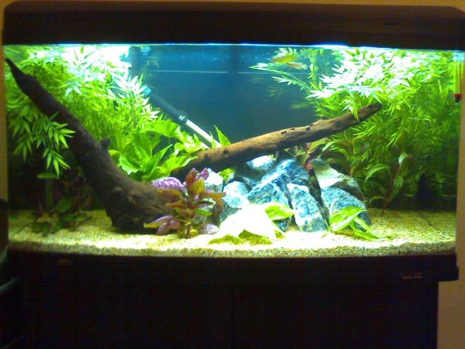 55 gallons planted tank (mostly live plants and fish) - New tank