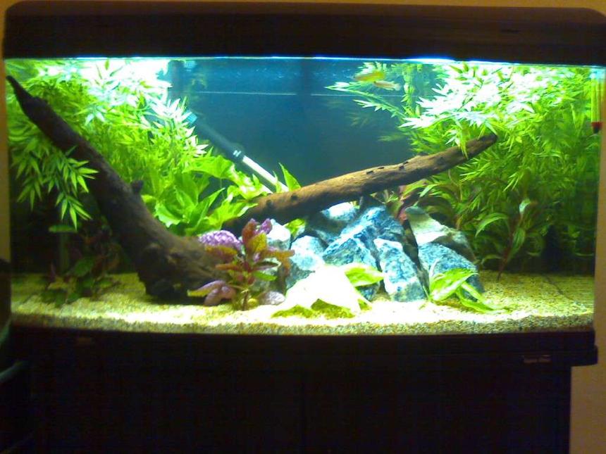 Rated #114: 55 Gallons Planted Tank - New tank