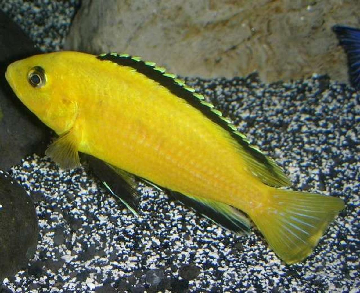 freshwater fish - labidochromis caeruleus - electric yellow cichlid stocking in 180 gallons tank - Electric Yellow Lab (Labidochromis caeruleus)