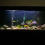 95 gallons freshwater fish tank (mostly fish and non-living decorations) - My Tank. cha
