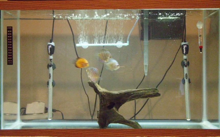 Rated #585: 29 Gallons Freshwater Fish Tank - I'm in the process of relocating. I have to move two times. So I'm keeping my fish in a 29 gal tank with out any gravel. This is much easer to move than my 75 gal tank with about 200 lbs of rock.