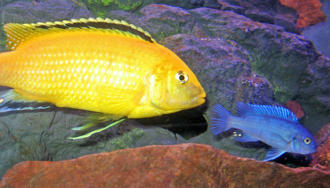 freshwater fish - labidochromis caeruleus - electric yellow cichlid stocking in 46 gallons tank - Powder Blue with Lemon Lab