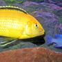 freshwater fish - labidochromis caeruleus - electric yellow cichlid stocking in 46 gallons tank - Powder Blue with Lemon Lab