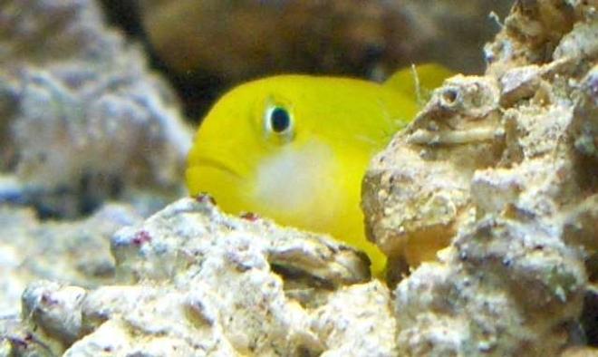 saltwater fish - gobiodon okinawae - clown goby, yellow stocking in 14 gallons tank - yellow clown goby, R.I.P