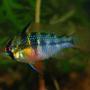 freshwater fish - papiliochromis ramirezi - german blue ram stocking in 120 gallons tank - German Blue Ram