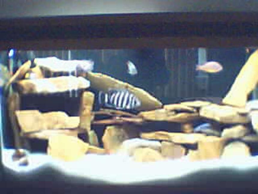 Rated #449: 125 Gallons Freshwater Fish Tank - 90 gal yea I need a cam other than my web cam