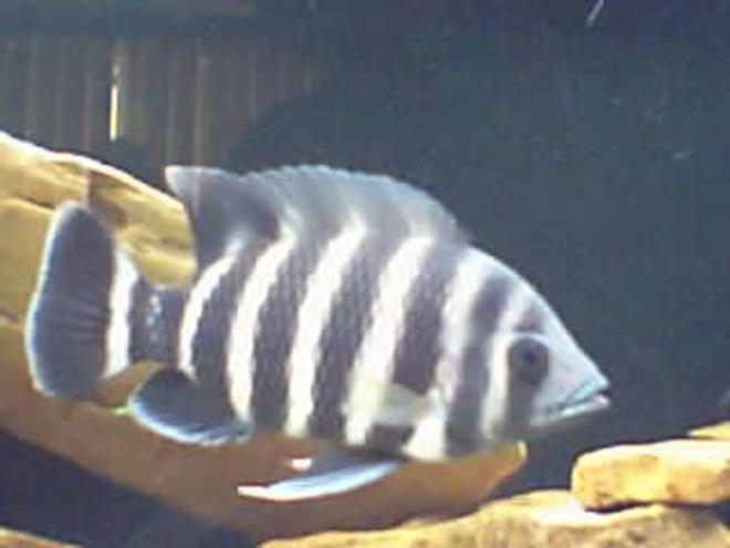 freshwater fish - tilapia buttikoferi - zebra tilapia stocking in 125 gallons tank - 8 inch ;)