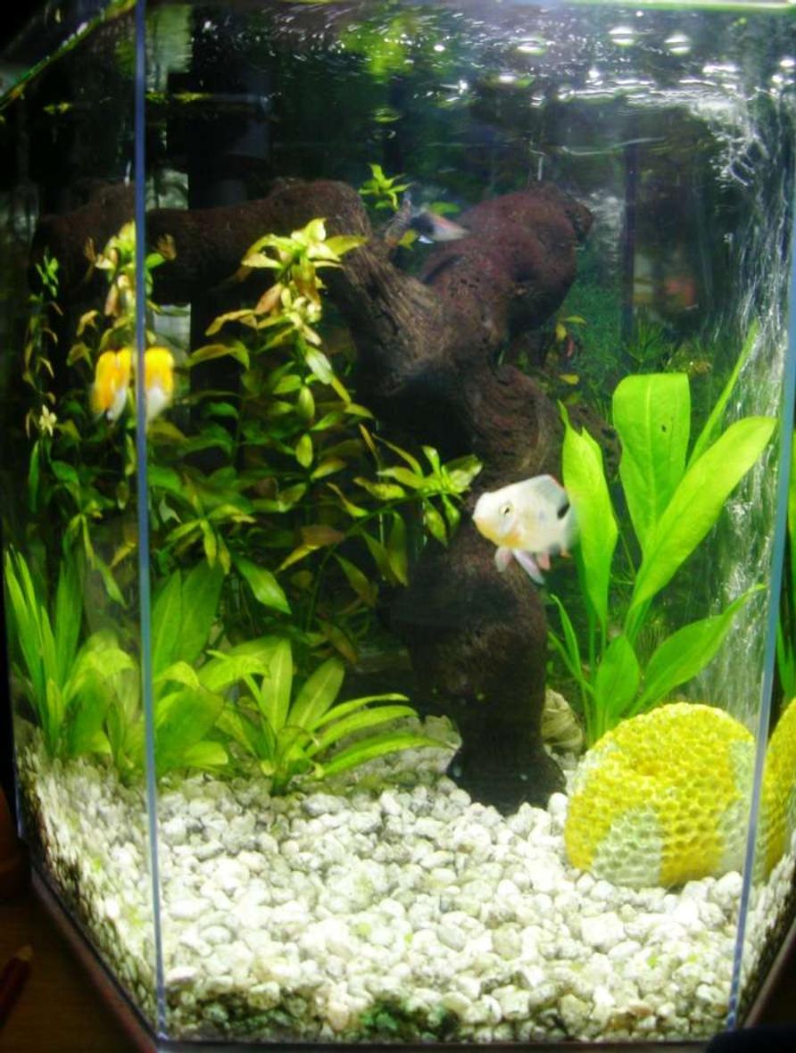 Rated #171: 5 Gallons Planted Tank - My new bolivian ram Raul, is commin up to see whats happenin!