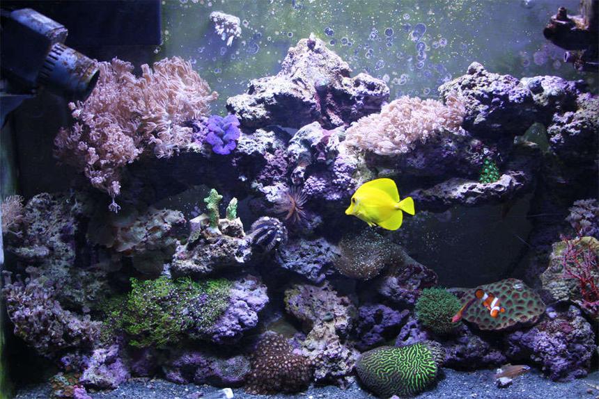 Rated #75: 37 Gallons Reef Tank - My 37 gallon tank