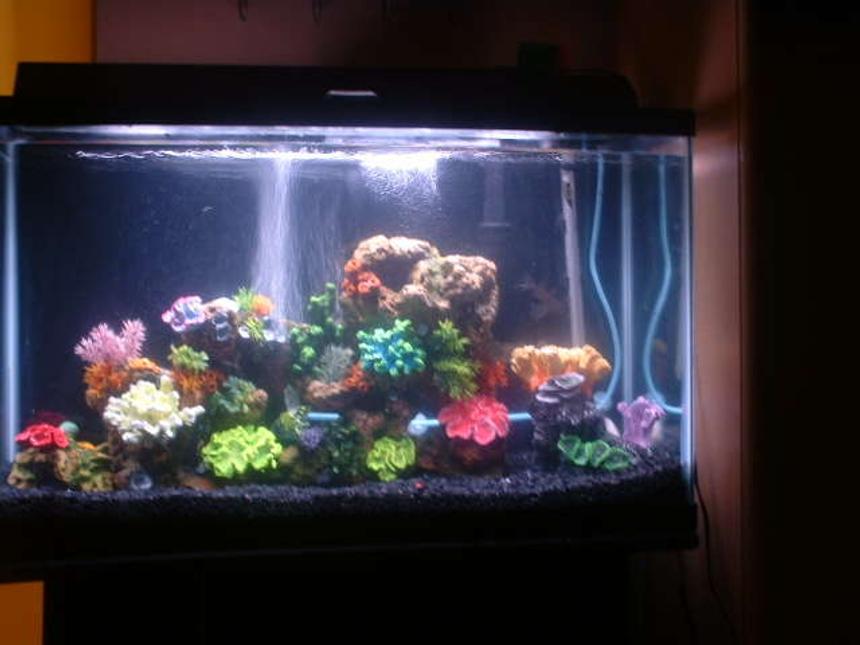 Rated #3447: 30 Gallons Freshwater Fish Tank - Just set this one up and am still deciding whether Ilike it this way or not. Any feedback and comments would be greatly appreciated!