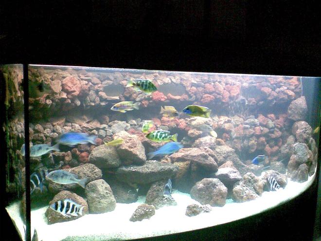 120 gallons freshwater fish tank (mostly fish and non-living decorations) - my new african cichlid tank.
juwel vision 450 bowfront.
eheim canister filter as well as a juwel power head filter.crushed coral sand,30kg of lava rock,a home made background made from guttering and lava rock,it has holes cut out of it which create caves and tunnels,the fish love it. let me know what you think.im sorry about the dodgy picture,i really need to invest in a good digital camera!!!!!!!!!!!!!