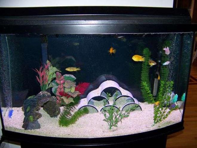 50 gallons freshwater fish tank (mostly fish and non-living decorations) - New Tank Setup Crushed Gravel.  Chiclids...Fake Plants...PVC Pipe Cut