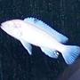freshwater fish - pseudotropheus socolofi - albino socolofi stocking in 50 gallons tank - Albino Chiclid