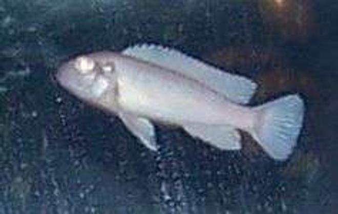 freshwater fish - pseudotropheus socolofi - albino socolofi stocking in 50 gallons tank - Another Albino Chiclid
