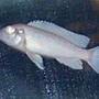 freshwater fish - pseudotropheus socolofi - albino socolofi stocking in 50 gallons tank - Another Albino Chiclid
