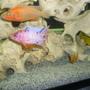 freshwater fish - labidochromis caeruleus - electric yellow cichlid stocking in 210 gallons tank - Firefish ("Blaze") and Orange Blotched Peacock ("Tang") Cichlids There is also an Electric Yellow and 2 Red Zebra babies in the picture.