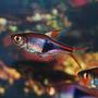 freshwater fish - rasbora heteromorpha - harlequin rasbora stocking in 75 gallons tank - Harlequin Rasbora