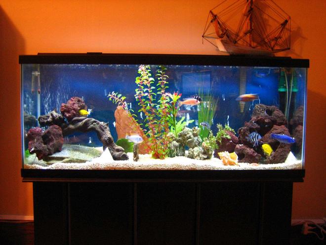 55 gallons freshwater fish tank (mostly fish and non-living decorations) - Say Hello to my Little Friends