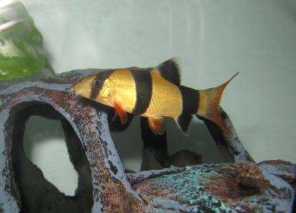 freshwater fish - botia macracantha - clown loach stocking in 40 gallons tank - My Clown Loach
