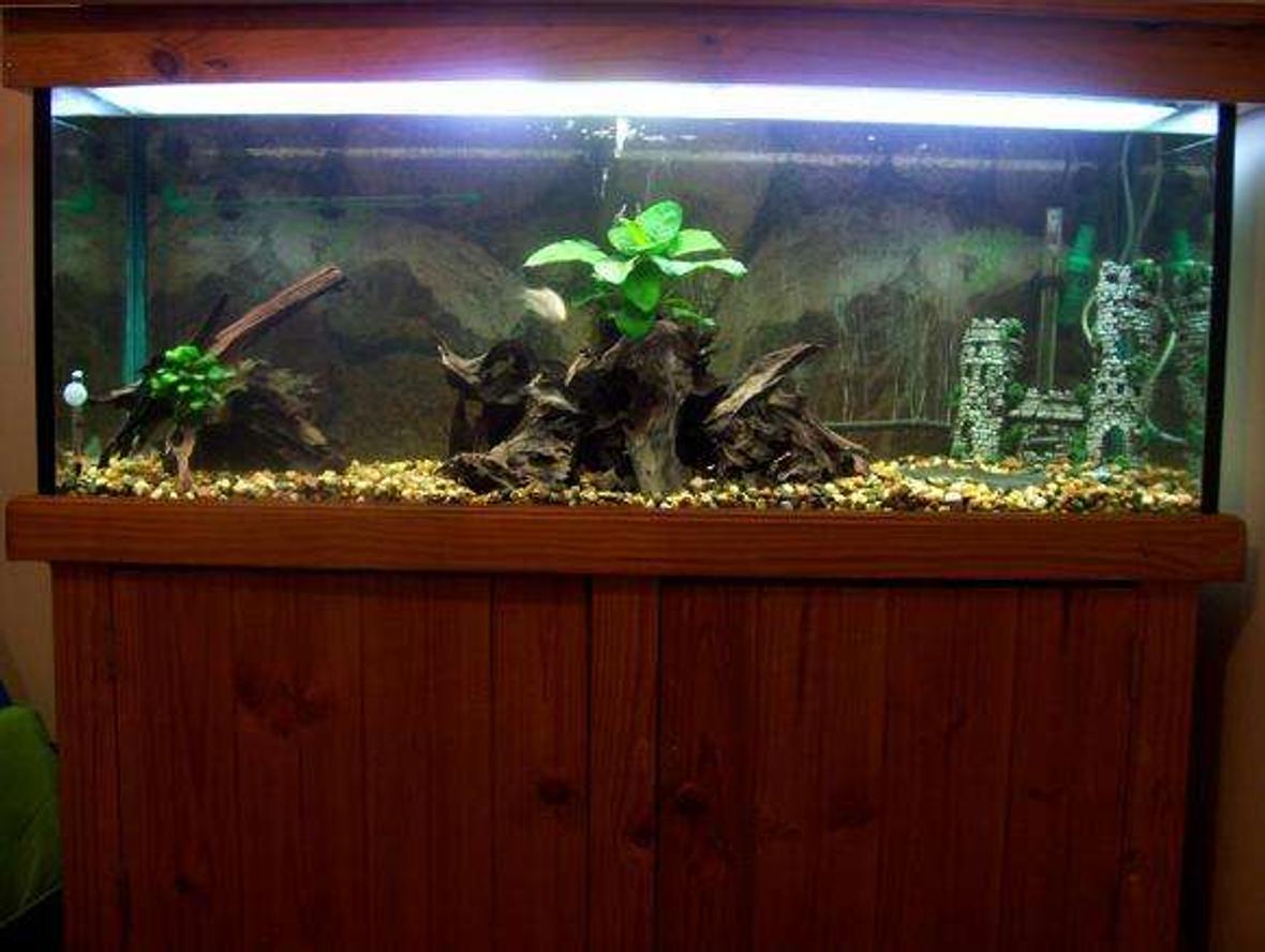 50 gallons freshwater fish tank (mostly fish and non-living decorations) - a pic of my 4ft tank. every time i clean it i change the look of it so my fish dont get bored.