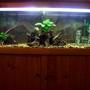 50 gallons freshwater fish tank (mostly fish and non-living decorations) - a pic of my 4ft tank. every time i clean it i change the look of it so my fish dont get bored.