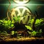 120 gallons planted tank (mostly live plants and fish) - (6weeks) - November 2007