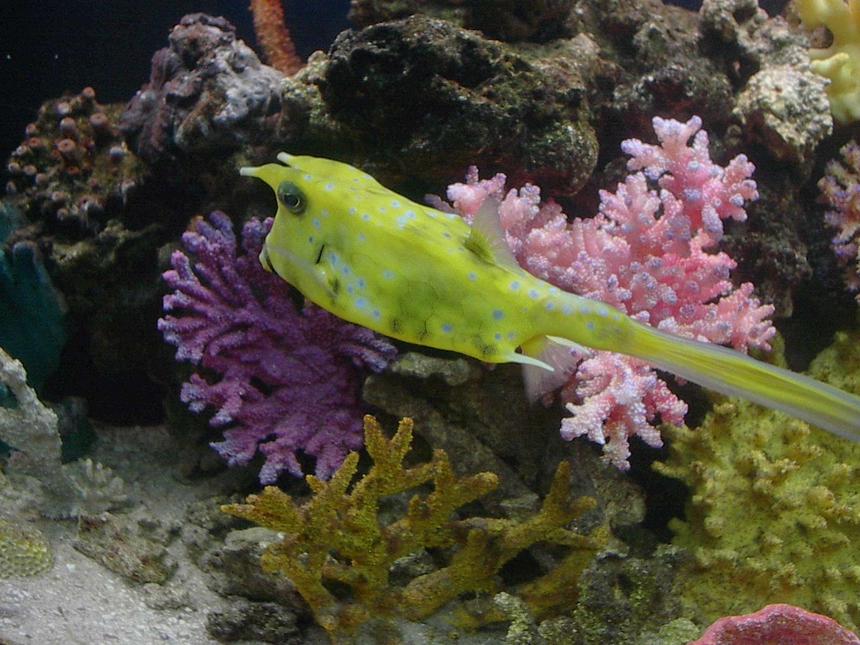 Rated #53: Saltwater Fish - Lactoria Cornuta - Cowfish Longhorn Stocking In 125 Gallons Tank - my longhorn cowfish