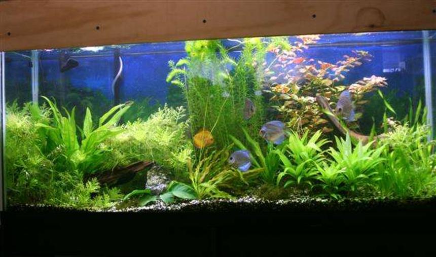 Rated #47: 55 Gallons Planted Tank - 55 gallon planted discus tank 10/4/07
