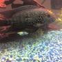 freshwater fish - nandopsis octofasciatum - jack dempsey stocking in 55 gallons tank - My Jack Dempsey