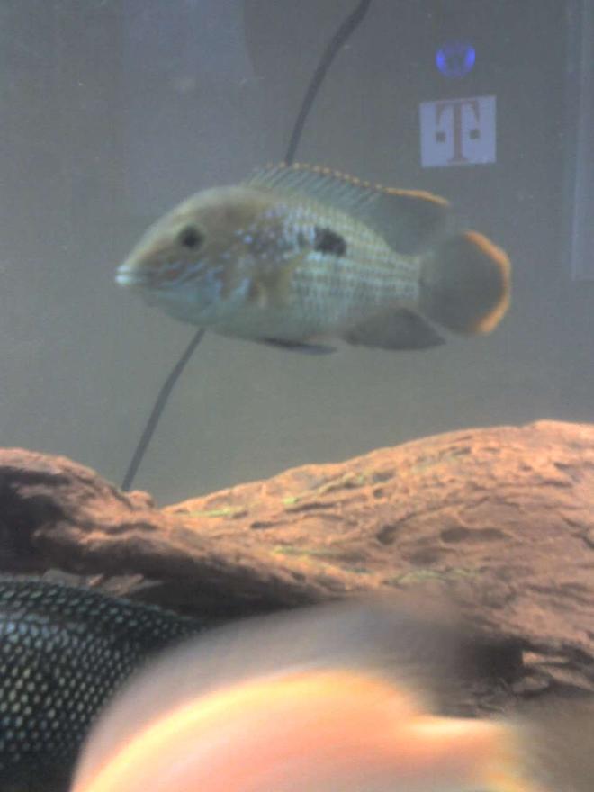 freshwater fish - aequidens rivulatus - green terror stocking in 55 gallons tank - My Green Terror