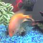 freshwater fish - amphilophus labiatus - red devil stocking in 55 gallons tank - My Red Devil Cichlid