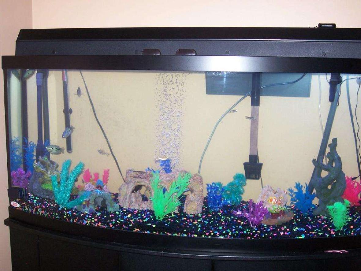 72 gallons freshwater fish tank (mostly fish and non-living decorations) - this is my tank