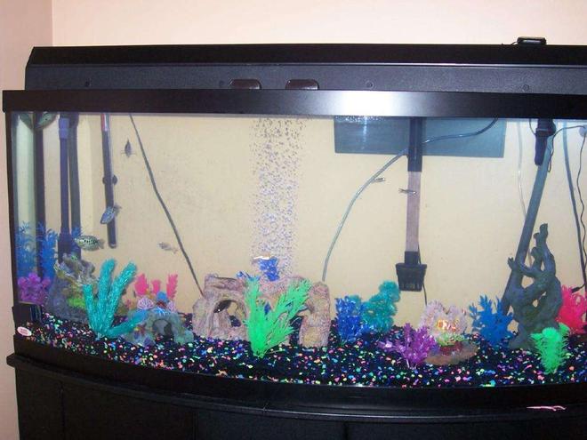 72 gallons freshwater fish tank (mostly fish and non-living decorations) - this is my tank
