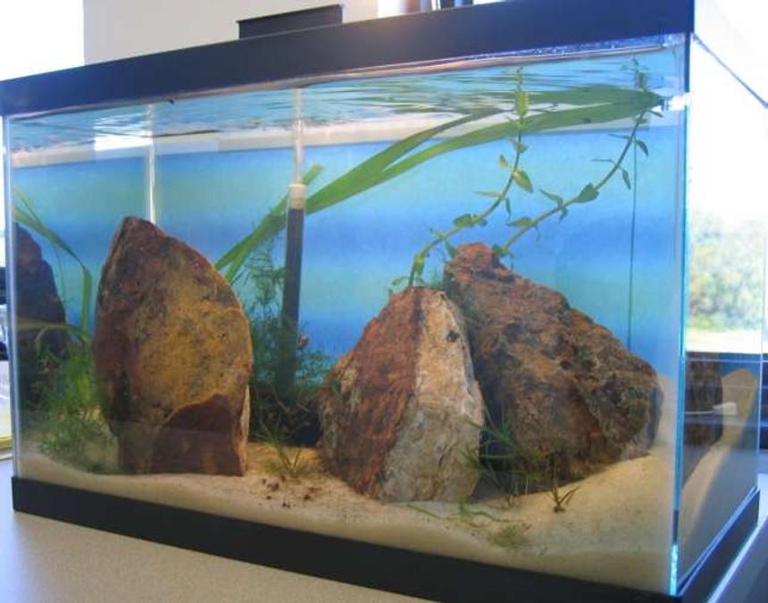 Rated #223: 5 Gallons Planted Tank - "Humboldt" - Iwugami attempt w/ RCS, snails, Bacopa, Java Moss, Jungle Val & Najas grass.