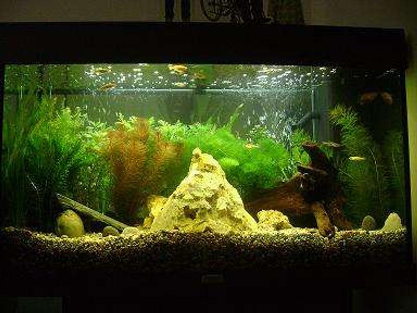 Rated #115: 50 Gallons Planted Tank - my tank