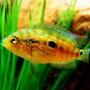 freshwater fish - nandopsis octofasciatum - jack dempsey stocking in 20 gallons tank - Young Jack Dempsey