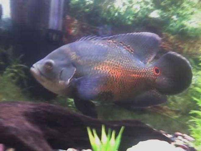 freshwater fish - astronotus ocellatus - red oscar stocking in 55 gallons tank - 11 AN HALF INCH TIGER OSCAR NAMED KONG THIS PIC WAS TOOK WITH A RAZOR PHONE BUT IT WORKED NOT THE BEST PIC OF HIM WISH I HAD REAL GOOD CAMERA TO SHOW YOU HOW PRETTY HE IS THANKS FOR YOUR TIME