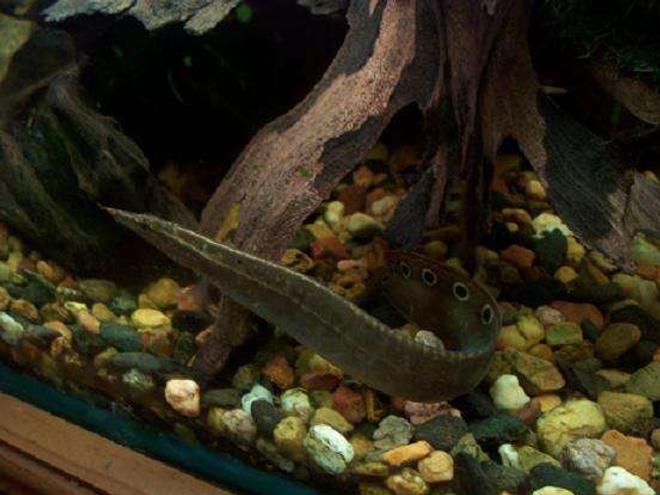 freshwater fish - macrognathus siamensis - spiny eel stocking in 50 gallons tank - spiny eel