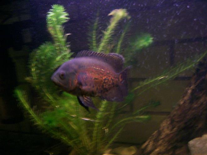 freshwater fish - astronotus ocellatus - tiger oscar stocking in 70 gallons tank - my oscar bout 5 months old very aggresive in a 3 ft tank with a barramundi and 2 crayfish