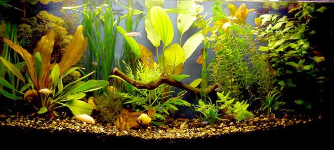 18 gallons planted tank (mostly live plants and fish) - 18 gallons tank