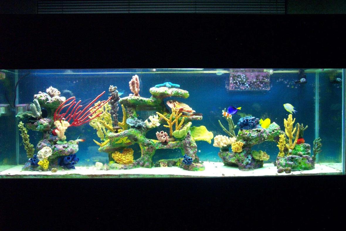 150 gallons saltwater fish tank (mostly fish, little/no live coral) - 150 gallon All Glass Tank With Living Color Coral And Rock Work